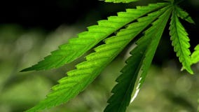 Un verde, grande strato della cannabis Il retroilluminato, uguagliando le foglie leggere della canapa Un verde, grande strato della cannabis Il retroilluminato, uguagliando le foglie leggere della canapa