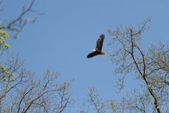 Un volo di Eagle calvo dal nido un giorno soleggiato fotografie stock libere da diritti Un volo di Eagle calvo dal nido un giorno soleggiato fotografie stock libere da diritti