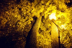 Un árbol hermoso es destacado por una linterna en el parque fotografía de archivo libre de regalías Un árbol hermoso es destacado por una linterna en el parque fotografía de archivo libre de regalías