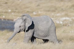 Un éléphant mignon de bébé avec son tronc a prolongé la position devant un point d'eau photos libres de droits Un éléphant mignon de bébé avec son tronc a prolongé la position devant un point d'eau photos libres de droits