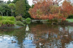 Un étang de canard en parc en automne dans le nord de Palmerston photographie stock libre de droits Un étang de canard en parc en automne dans le nord de Palmerston photographie stock libre de droits