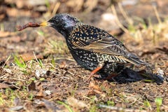 Un étourneau noir avec le plumage d'arc-en-ciel tient un ver dans son bec jaune images stock Un étourneau noir avec le plumage d'arc-en-ciel tient un ver dans son bec jaune images stock