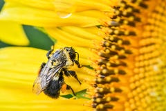 Una abeja destartalada en un girasol floreciente, jaspe, Georgia, los E.E.U.U. imagenes de archivo Una abeja destartalada en un girasol floreciente, jaspe, Georgia, los E.E.U.U. imagenes de archivo