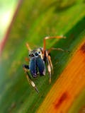 Una araña de salto de la nariz larga imágenes de archivo libres de regalías Una araña de salto de la nariz larga imágenes de archivo libres de regalías