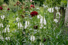 Una bella immagine di un giardino floreale un giorno di estate fotografie stock Una bella immagine di un giardino floreale un giorno di estate fotografie stock
