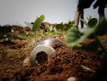 Una botella sirangy agradable en fango con lleno de pequeñas plantas imágenes de archivo libres de regalías Una botella sirangy agradable en fango con lleno de pequeñas plantas imágenes de archivo libres de regalías