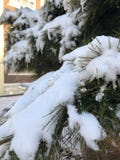 Una certa neve sull'albero di Natale fotografie stock libere da diritti Una certa neve sull'albero di Natale fotografie stock libere da diritti