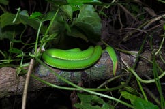 Una cola de la serpiente verde en el árbol Imagen de archivo Una cola de la serpiente verde en el árbol Imagen de archivo