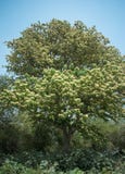 Una condizione enorme dell'albero ha fiorito con i fiori minuscoli fotografia stock libera da diritti Una condizione enorme dell'albero ha fiorito con i fiori minuscoli fotografia stock libera da diritti
