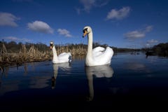 Una coppia i cigni a Fotografie Stock Una coppia i cigni a Fotografie Stock