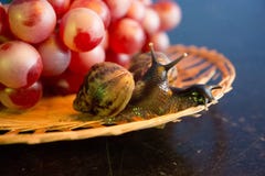 Una coppia le lumache su un piatto di vimini con l'uva rossa fotografia stock libera da diritti Una coppia le lumache su un piatto di vimini con l'uva rossa fotografia stock libera da diritti