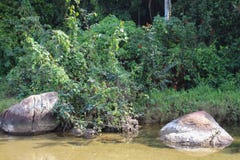 Una corrente fra la vegetazione immagini stock libere da diritti Una corrente fra la vegetazione immagini stock libere da diritti
