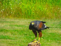 Una demostraci?n de aves rapaces en un parque nacional cerca de Vancouver imagenes de archivo Una demostraci?n de aves rapaces en un parque nacional cerca de Vancouver imagenes de archivo