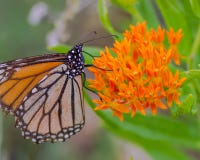 Una farfalla di monarca sui bei wildflowers arancio nell'area della fauna selvatica dei prati del Crex in Wisconsin del Nord fotografia stock libera da diritti Una farfalla di monarca sui bei wildflowers arancio nell'area della fauna selvatica dei prati del Crex in Wisconsin del Nord fotografia stock libera da diritti