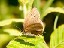 Una farfalla marrone del riccio che riposa su una foglia con le sue ali si apre fotografia stock libera da diritti Una farfalla marrone del riccio che riposa su una foglia con le sue ali si apre fotografia stock libera da diritti