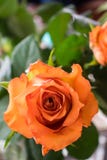 Una fine su di una rosa con spazio aperto a sinistra immagine stock Una fine su di una rosa con spazio aperto a sinistra immagine stock