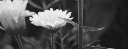 Una fine su ed orizzontalmente foto in bianco e nero prolungata dei fiori, delle foglie verdi e dei gambi immagine stock libera da diritti Una fine su ed orizzontalmente foto in bianco e nero prolungata dei fiori, delle foglie verdi e dei gambi immagine stock libera da diritti