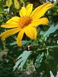 Una flor amarilla hermosa de la margarita en el jardín fotos de archivo libres de regalías Una flor amarilla hermosa de la margarita en el jardín fotos de archivo libres de regalías