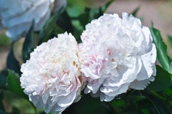 Una flor blanca grande de la peonía en primer imagen de archivo libre de regalías Una flor blanca grande de la peonía en primer imagen de archivo libre de regalías