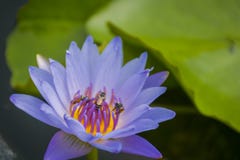 Una flor de loto p?rpura en una piscina imagenes de archivo Una flor de loto p?rpura en una piscina imagenes de archivo