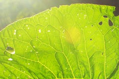 Una foglia di una pianta su un lucernario Fuoco molle fotografie stock Una foglia di una pianta su un lucernario Fuoco molle fotografie stock