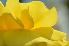 Una foto del primo piano di bella rosa gialla; lampadina che dà seguito trasparente ai petali; qualità quasi astratte di fotografie stock libere da diritti Una foto del primo piano di bella rosa gialla; lampadina che dà seguito trasparente ai petali; qualità quasi astratte di fotografie stock libere da diritti
