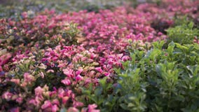Una foto di piccole foglie di porpora e rosa fotografie stock libere da diritti Una foto di piccole foglie di porpora e rosa fotografie stock libere da diritti