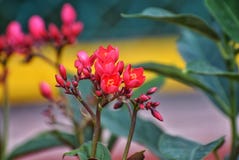 Una fotografía de una flor rosada fotos de archivo Una fotografía de una flor rosada fotos de archivo