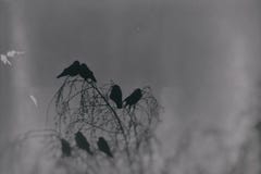 Una fotografía gótica de los pájaros negros que se sientan en un abedul deshojado imágenes de archivo libres de regalías Una fotografía gótica de los pájaros negros que se sientan en un abedul deshojado imágenes de archivo libres de regalías