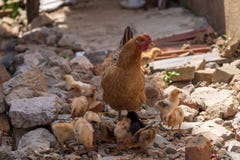 Una gallina con una multitud de los pollos que forrajean en China rural imagen de archivo libre de regalías Una gallina con una multitud de los pollos que forrajean en China rural imagen de archivo libre de regalías