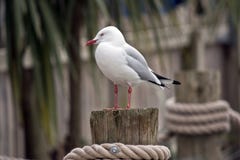 Una gaviota foto de archivo libre de regalías Una gaviota foto de archivo libre de regalías