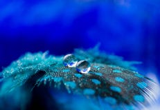 Una imagen abstracta de las plumas mullidas del color azul con el descenso de rocío del agua de dos macros, fondo natural hermoso Fotos de archivo Una imagen abstracta de las plumas mullidas del color azul con el descenso de rocío del agua de dos macros, fondo natural hermoso Fotos de archivo