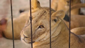 Una leona hermosa está descansando en la pajarera del parque zoológico, un grupo de leones está descansando en la pajarera almacen de metraje de vídeo Una leona hermosa está descansando en la pajarera del parque zoológico, un grupo de leones está descansando en la pajarera almacen de metraje de vídeo