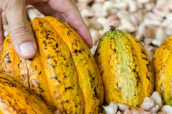Una mano está escogiendo la fruta del cacao , habas crudas del cacao, backg de la vaina del cacao Fotos de archivo Una mano está escogiendo la fruta del cacao , habas crudas del cacao, backg de la vaina del cacao Fotos de archivo