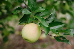 Una manzana de oro madura en una rama lista para ser escogido Imagenes de archivo Una manzana de oro madura en una rama lista para ser escogido Imagenes de archivo