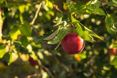 Una manzana roja en un árbol foto de archivo Una manzana roja en un árbol foto de archivo