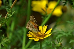Una mariposa colorida se sienta en una flor amarilla fotografía de archivo Una mariposa colorida se sienta en una flor amarilla fotografía de archivo