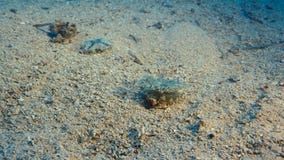 Una medusa di uso del granchio per proteggersi Vita subacquea immagine stock Una medusa di uso del granchio per proteggersi Vita subacquea immagine stock