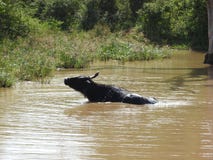 Una mucca selvaggia sta bagnando in un lago nel parco nazionale dello Sri Lanka un chiaro giorno, nel suo habitat naturale fotografie stock libere da diritti Una mucca selvaggia sta bagnando in un lago nel parco nazionale dello Sri Lanka un chiaro giorno, nel suo habitat naturale fotografie stock libere da diritti