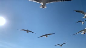 Una multitud de gaviotas en el cielo Una multitud de gaviotas en el cielo