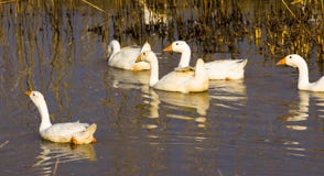 Una multitud de los gansos blancos que nadan en el agua fotos de archivo libres de regalías Una multitud de los gansos blancos que nadan en el agua fotos de archivo libres de regalías