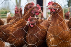 Una multitud de los pollos inquisitivos marrones vistos a través la cerca de un área protegida foto de archivo libre de regalías Una multitud de los pollos inquisitivos marrones vistos a través la cerca de un área protegida foto de archivo libre de regalías