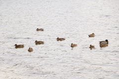 Una multitud de patos salvajes se baña en el lago del otoño en tiempo nublado imagen de archivo Una multitud de patos salvajes se baña en el lago del otoño en tiempo nublado imagen de archivo