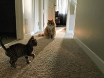 Una nueva extremidad del gatito que toca con la punta del pie alrededor de su nuevo hogar con el varón de dos adultos foto de archivo Una nueva extremidad del gatito que toca con la punta del pie alrededor de su nuevo hogar con el varón de dos adultos foto de archivo