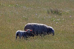 Una pecora adulta con il suo agnello immagine stock libera da diritti Una pecora adulta con il suo agnello immagine stock libera da diritti