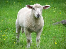 Una pecora del yound in un campo immagine stock libera da diritti Una pecora del yound in un campo immagine stock libera da diritti