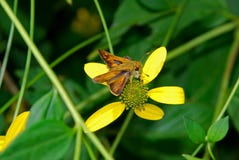 Una peque?a mosca en una flor amarilla fotografía de archivo Una peque?a mosca en una flor amarilla fotografía de archivo
