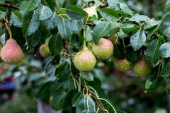 Una pera verde en un árbol después de una lluvia en gotitas del rocío Imágenes de archivo libres de regalías Una pera verde en un árbol después de una lluvia en gotitas del rocío Imágenes de archivo libres de regalías