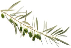 Una rama y descensos del aceite de oliva que caen de algunas aceitunas verdes fotos de archivo Una rama y descensos del aceite de oliva que caen de algunas aceitunas verdes fotos de archivo