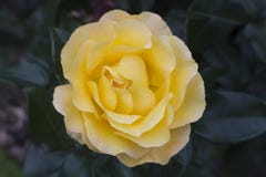 Una Rosa giallo limone intelligente fotografia stock libera da diritti Una Rosa giallo limone intelligente fotografia stock libera da diritti